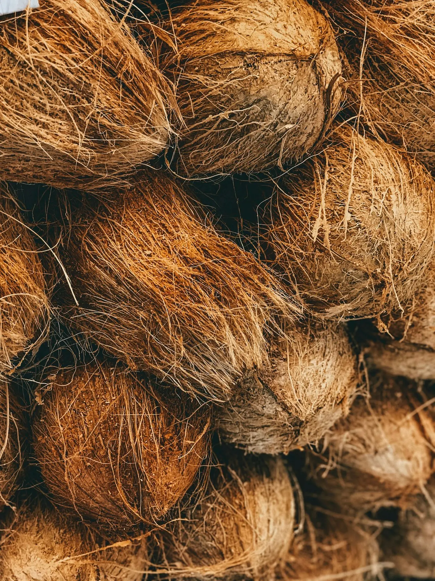 Fresh semi-husked coconuts from South India – Hoysala International Exporter