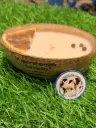 Coconut Shell Orange with Pepper Candle 🥥